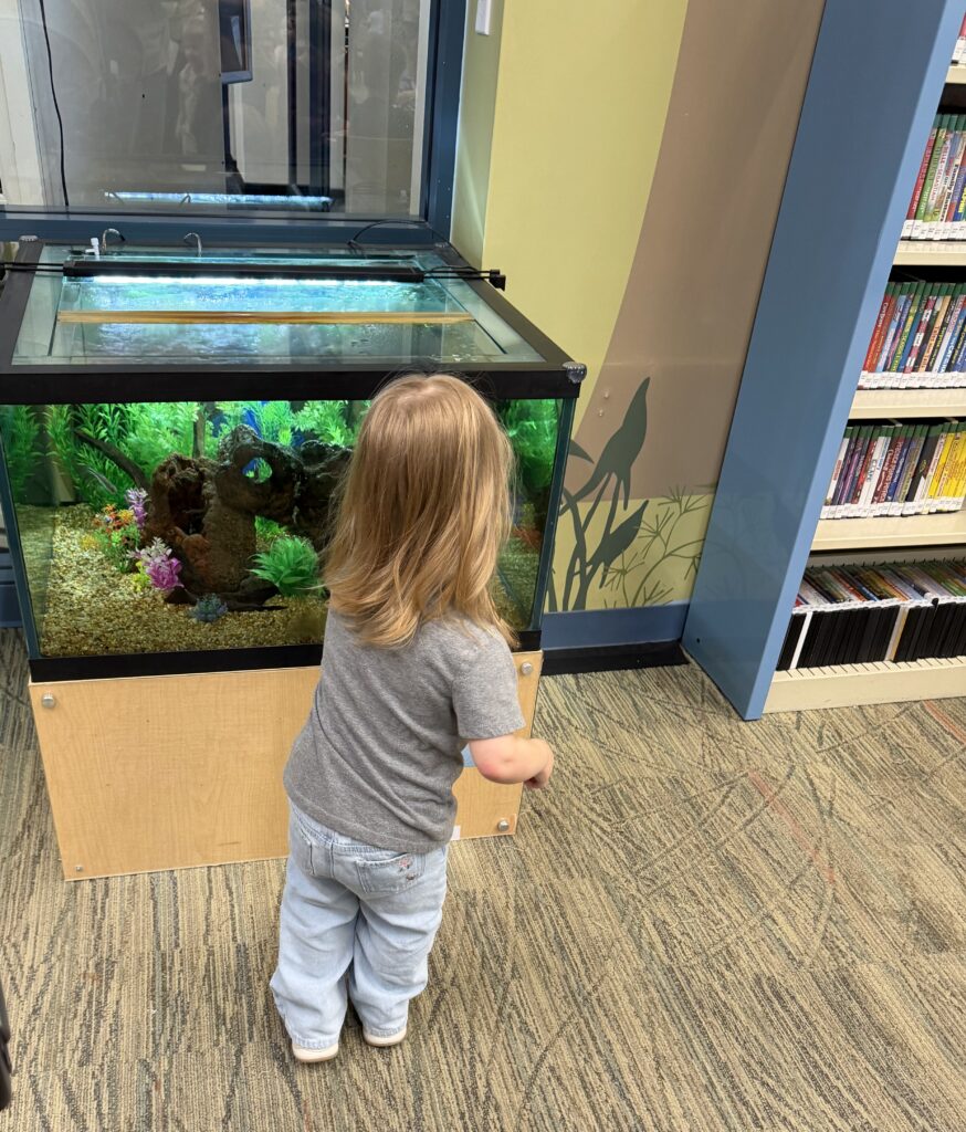 Toddler looking at the fish tank at the community library